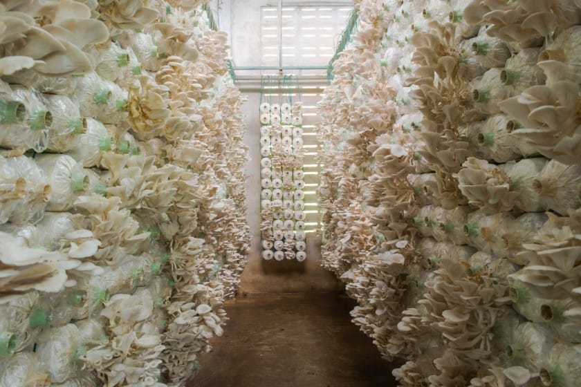 Oyster mushroom farming setup in India
