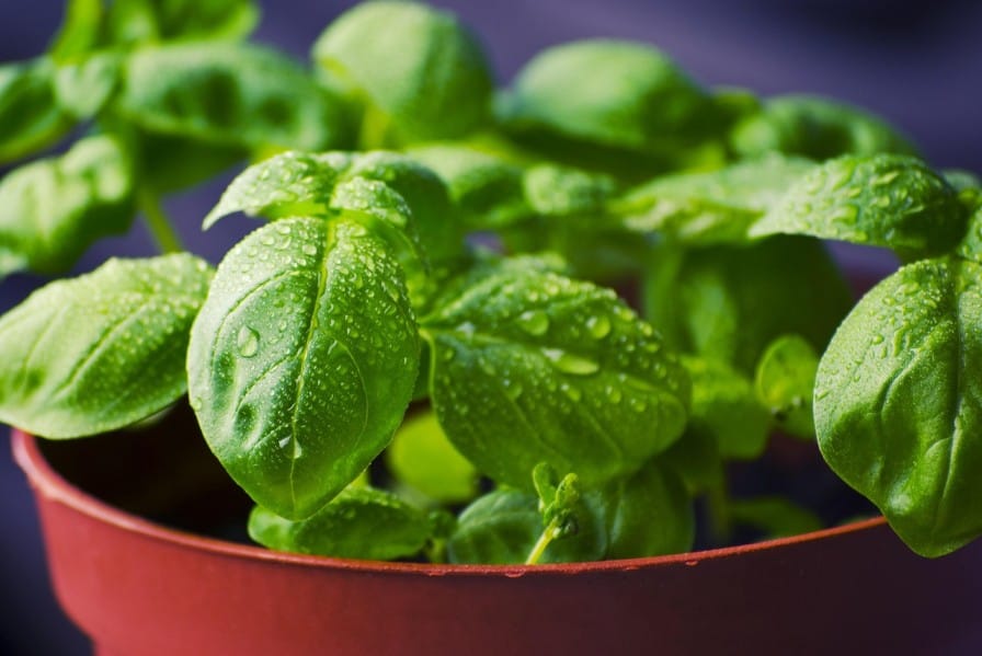 How to Grow Basil and Mint Organically