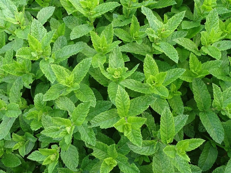 How to Grow Basil and Mint Organically