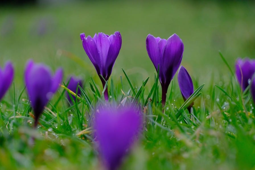 Healthy saffron corms for planting in India