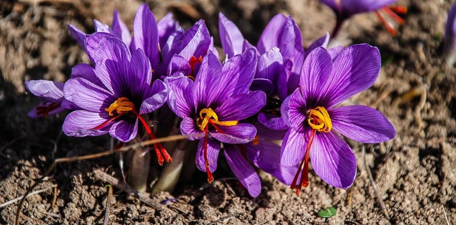 Saffron flowers blooming in Pampore, Kashmir