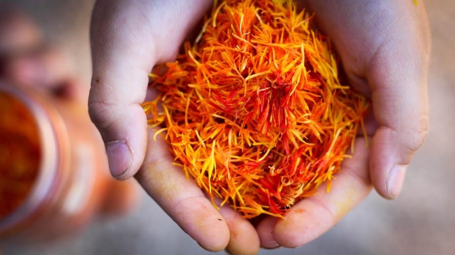 Harvesting saffron stigmas