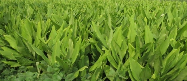 Turmeric field in Maharashtra – high yield 2025