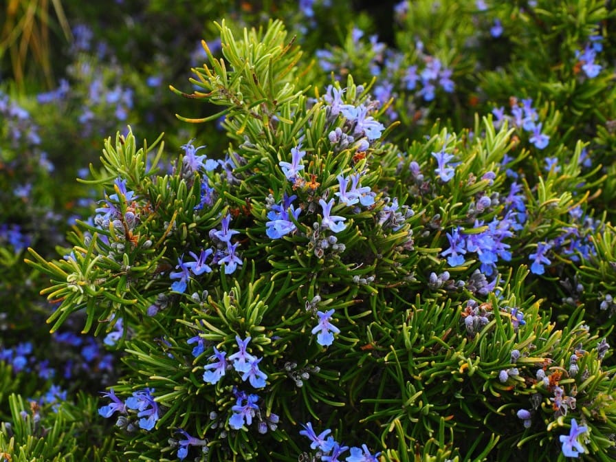 Rosemary plant
