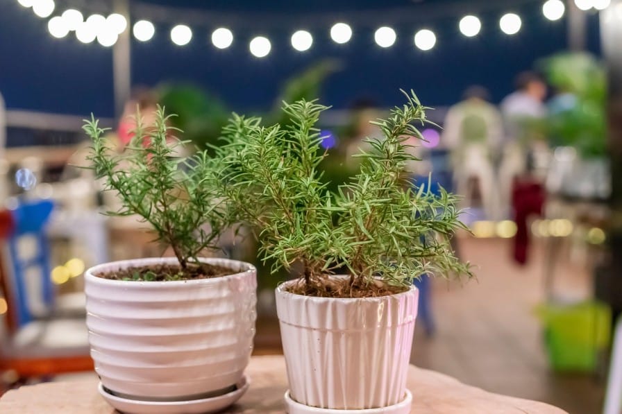 Grow Rosemary at Home