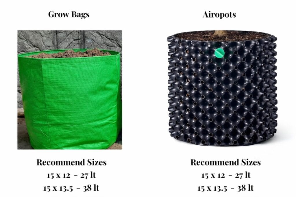  Grow Blueberries in Terrace Gardening Grow bag or Airpot