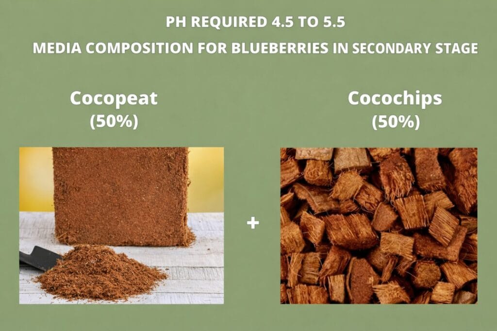 Media composition for blueberry plant 