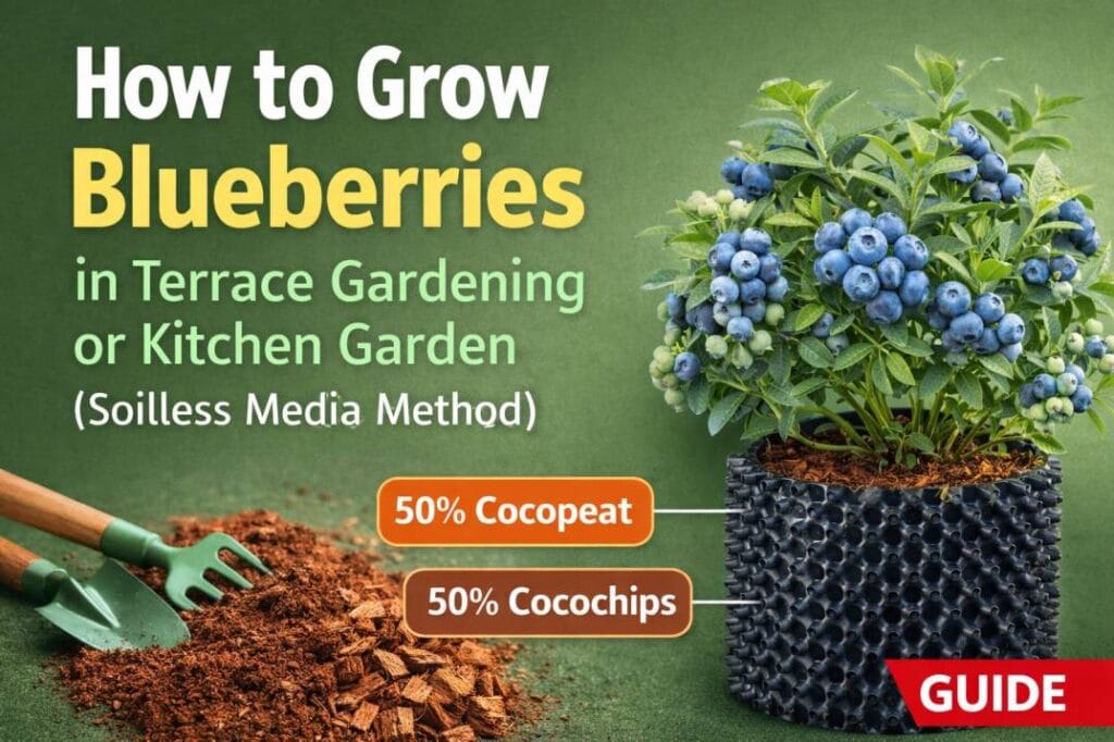 How to Grow Blueberries in Terrace Gardening or Kitchen Garden (Soilless Media Method) How to Grow Blueberries in Terrace Gardening or Kitchen Garden (Soilless Media Method)