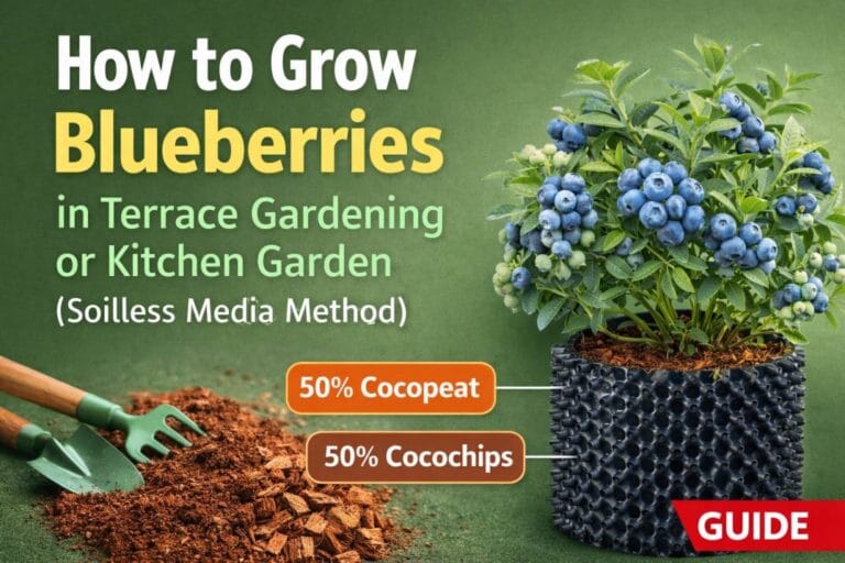 How to Grow Blueberries in Terrace Gardening or Kitchen Garden (Soilless Media Method)