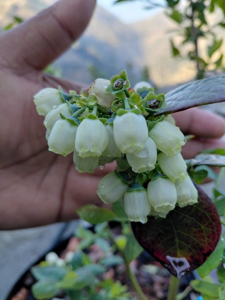 Flowering & Pollination in Terrace Garden