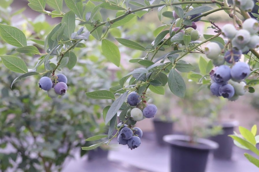 fully grown Blueberry in pot 